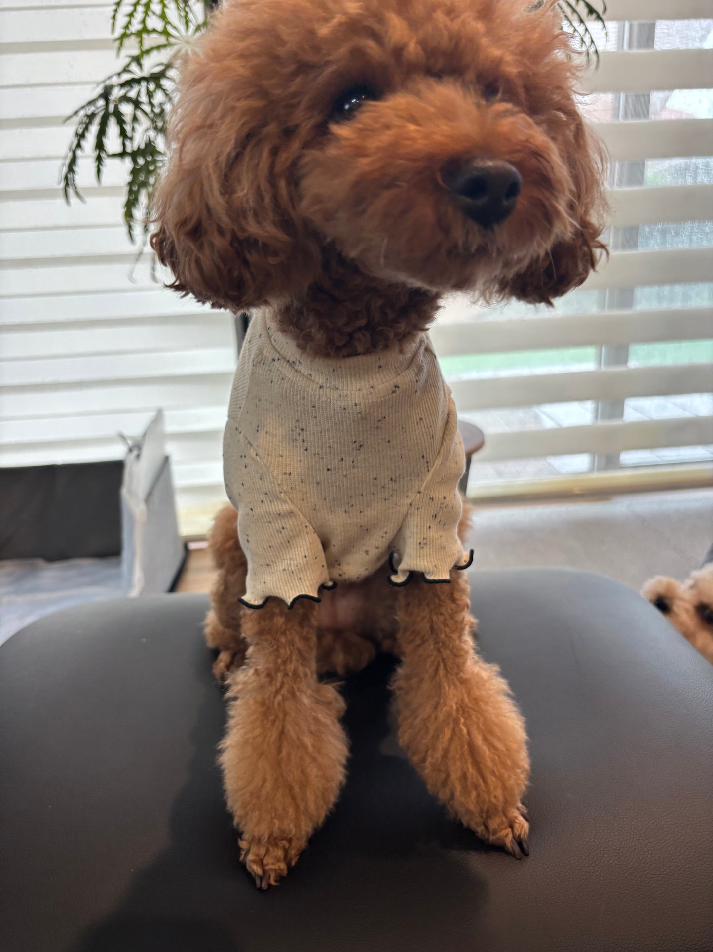 🍪クッキークリーム・メロウフリルTシャツ W27